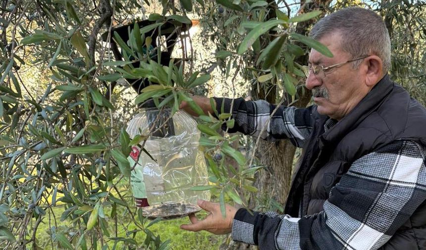 Armutlu’da Zararlı Mücadelesi Sürüyor