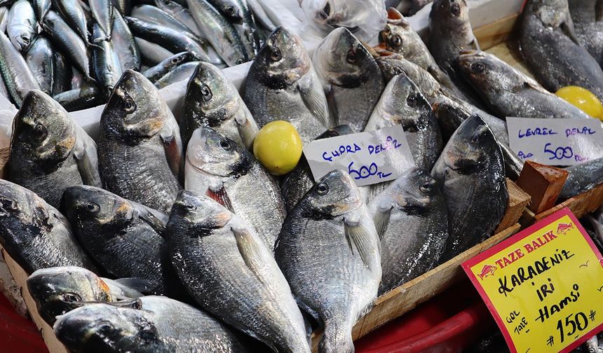 Altınova’da Balık Fiyatları Cep Yakıyor Tezgâhlarda En Pahalı Balık Çinekop–Sarıkanat