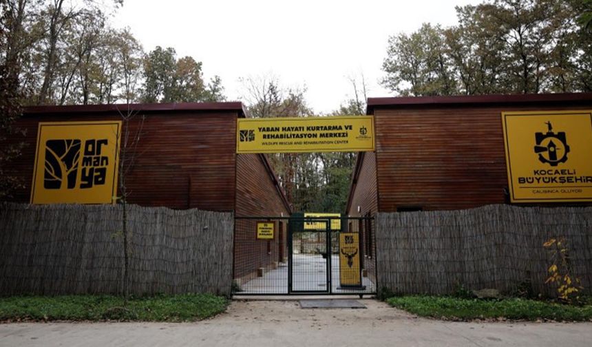Doğanın şifası Ormanya'da: "Bu Merkez Yaban Hayvanlarına Umut Oluyor"
