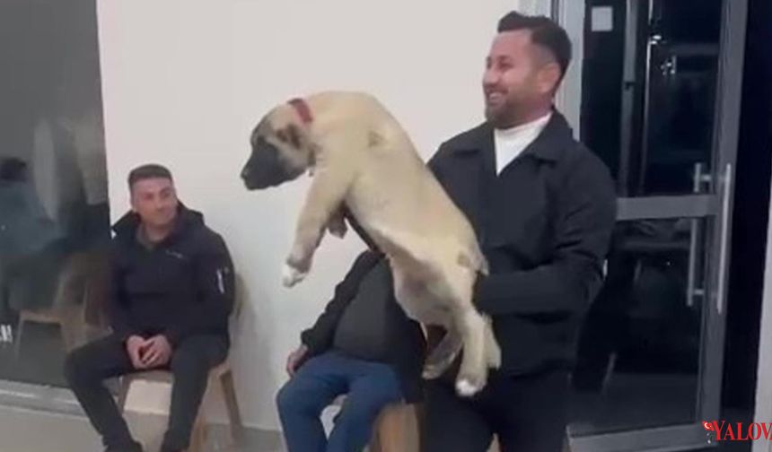 Damadın Arkadaşı Düğün Hediyesi Olarak 100 Bin Liralık Köpek Hediye Etti