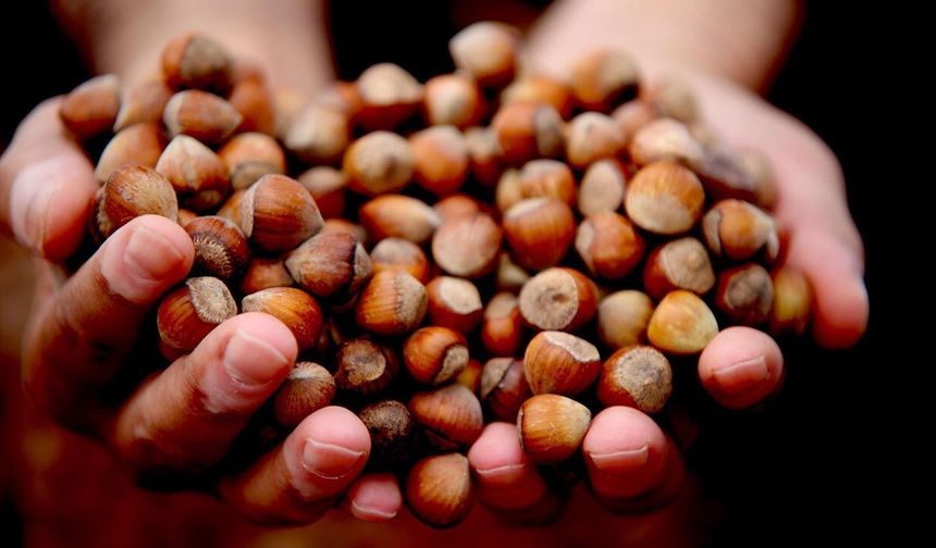 Düzce'de Fındık İhracı Geçen Yılın Gerisinde Kaldı