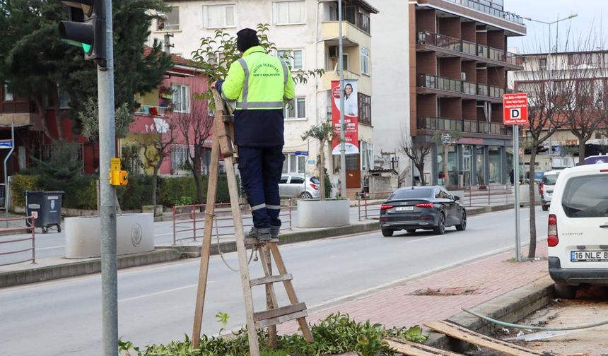 Şehit Ömer Faydalı Caddesinde Ağaçlar Budandı