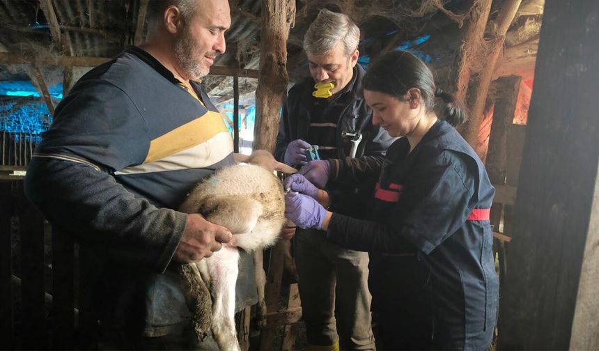 Yalova’da 22 Bin Evcil Hayvan Kayıt Altına Alındı