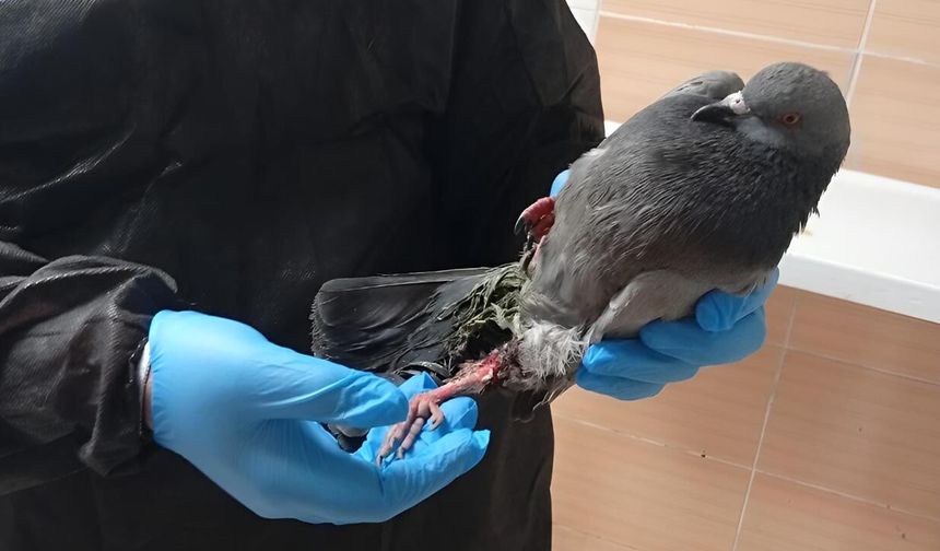 Çiftlikköy İtfaiyesi’nden Kuş ve Kedi Kurtarma Operasyonları