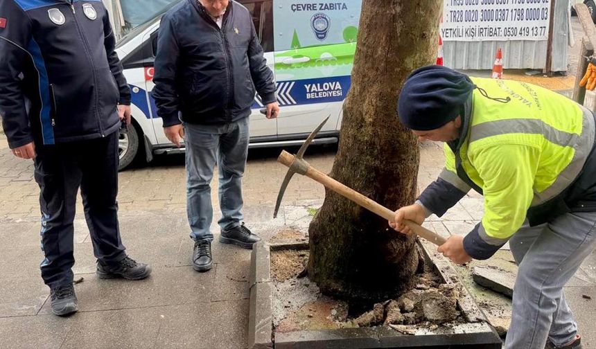 Yalova Belediyesi’nden Ağaçlara Müdahaleye Karşı Uyarı