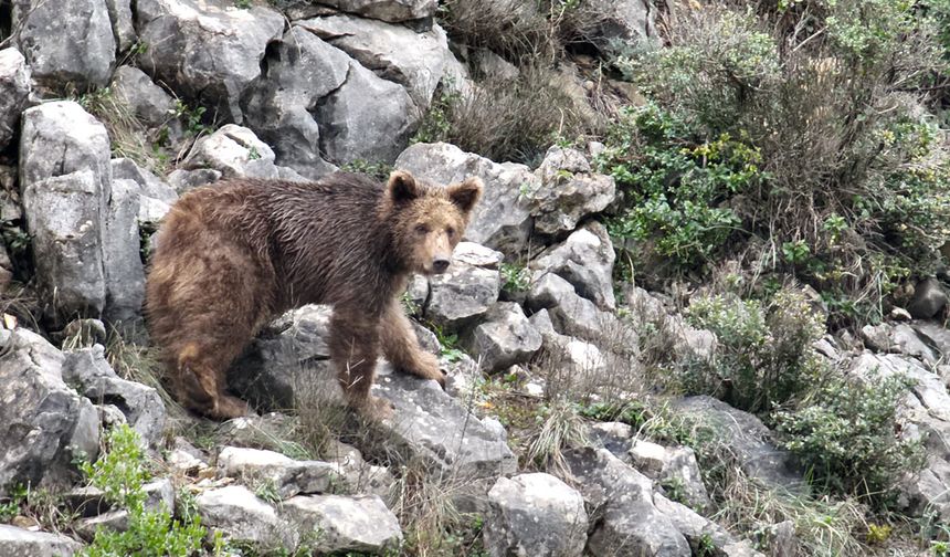Yalova’da İlginç Bir Olay: Keçi Sanıldı, Boz Ayı Çıktı