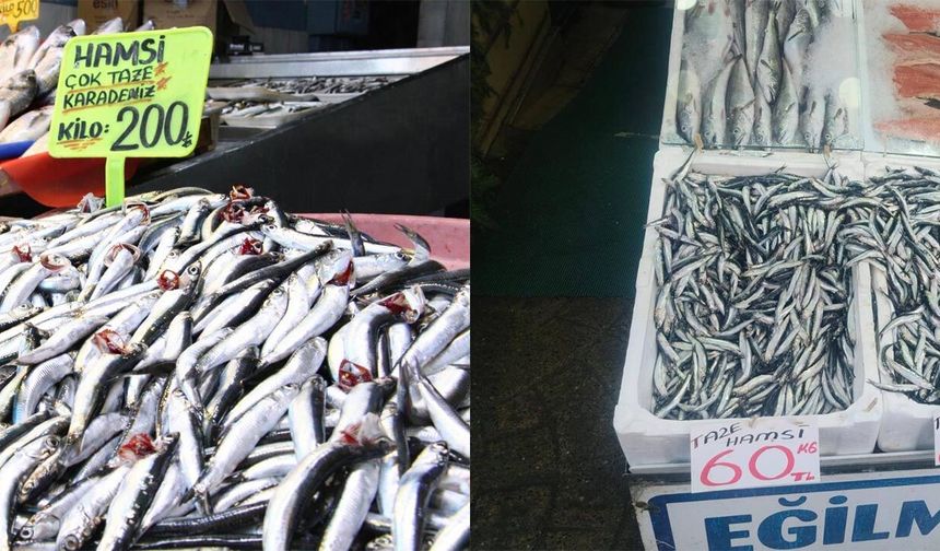 Yalova’da Hamsi Fiyatları Tartışma Yarattı