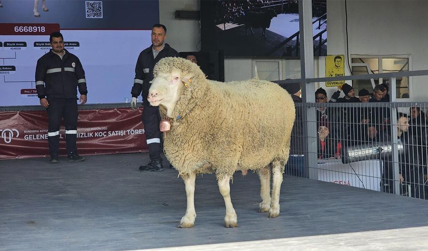 Koç, 1 Milyon 110 Bin TL'ye Satıldı
