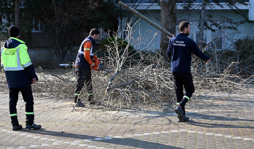 Yalova Belediyesi’nden Gazipaşa Caddesi’nde Ağaç Budama ve Bakım Çalışması
