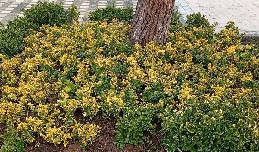 Çınarcık Bahara Hazırlanıyor