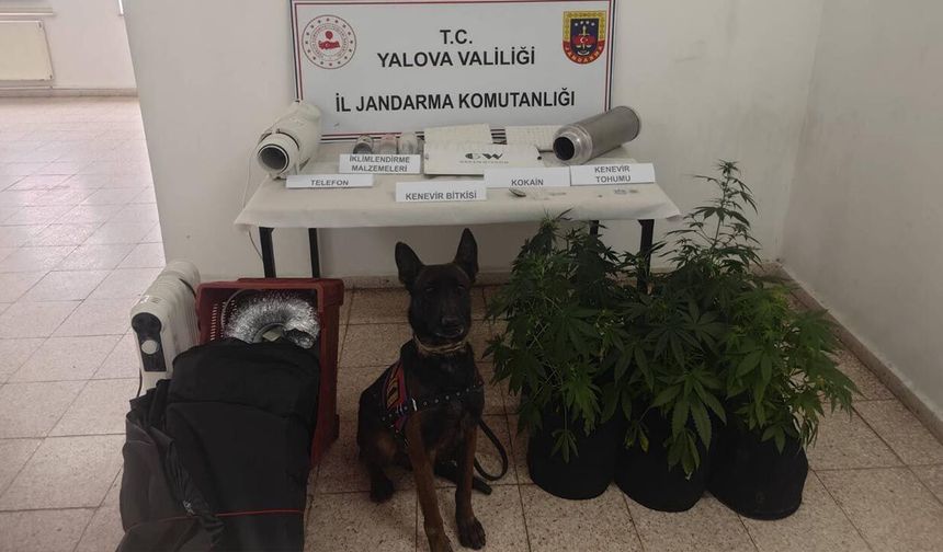 Çınarcık’ta Uyuşturucu Operasyonu: Evde Kenevir Serası Kurmuş