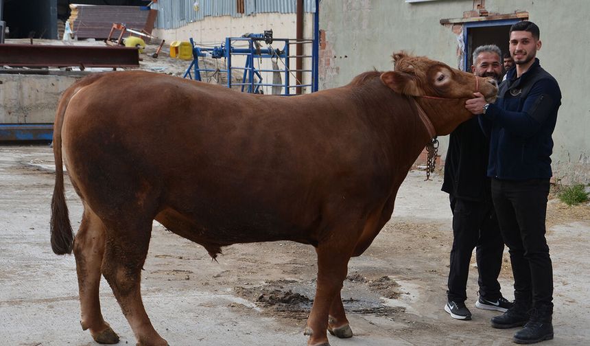 Bir Ton 140 Kilogramlık Kurbanlık Dana 575 Bin Liraya Alıcı Buldu