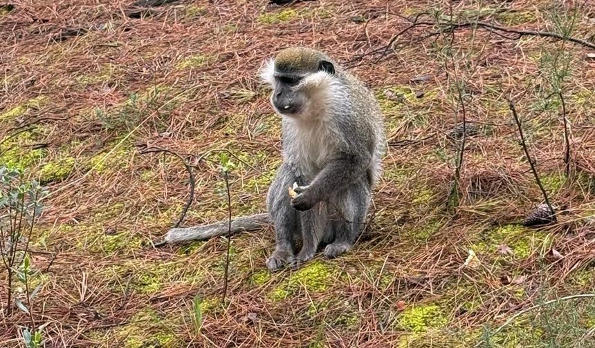 Mantar Aramak İçin Çıktığı Doğada Maymun Buldu