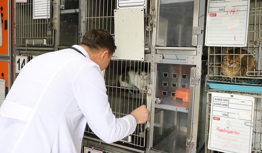 ‘Şanslı’ Kedi, Sıcak Bir Yuvaya Kavuşmayı Bekliyor