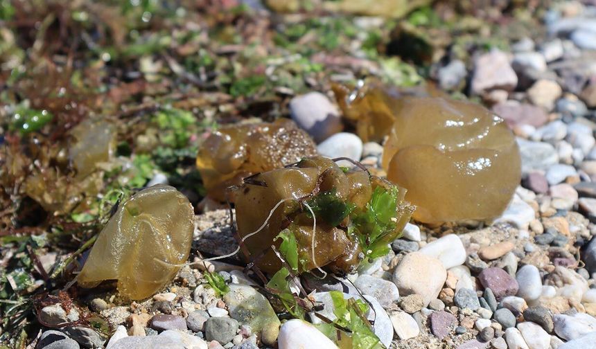 Yalova Sahilinde Esrarengiz İstila