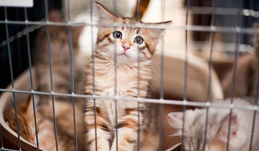 Yalova’da Sahipsiz Hayvanlar İçin Flaş Karar: 1 Haziran Son Tarih