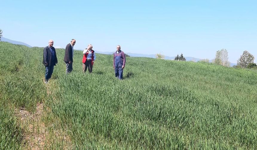 Yalova’da Yem Bitkileri İçin Sahaya İnildi