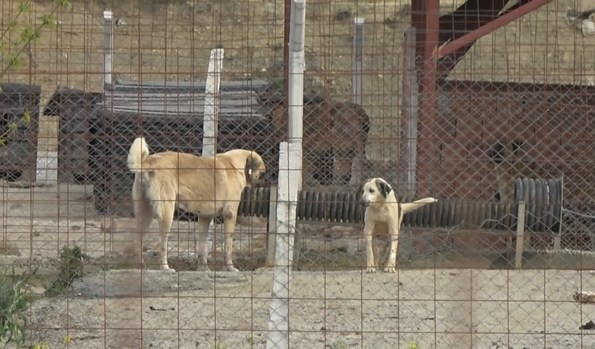 Yalova'daki Barınakta Köpek Ölümleriyle İlgili Soruşturma