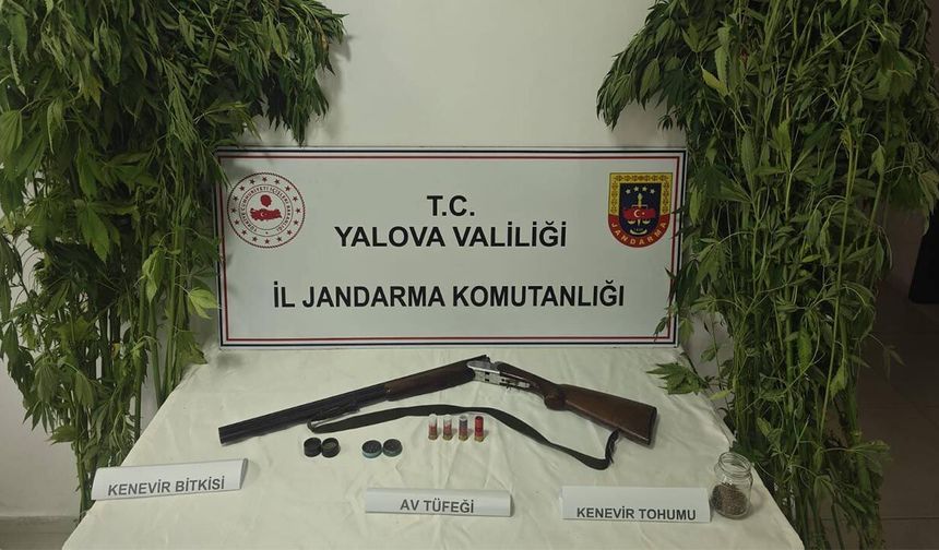 Çiftlikköy’de 46 Kök Kenevir Ele Geçirildi