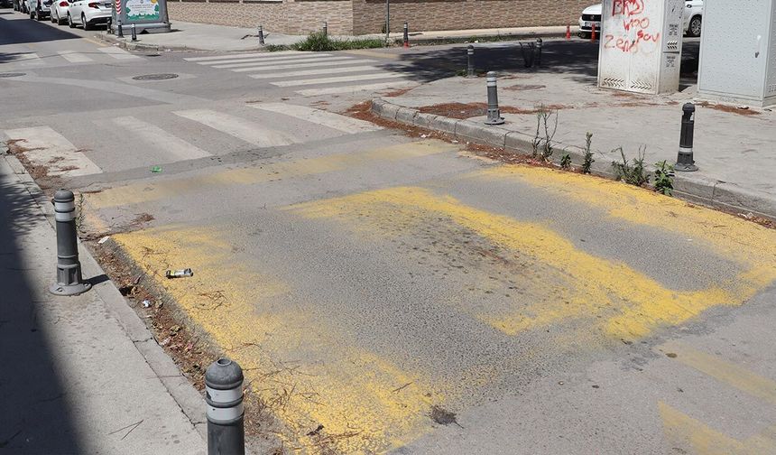 Yalova’ da Solan Kasis Boyaları Güvenlik Riski Oluşturuyor