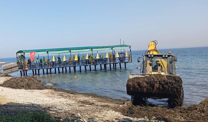 Çınarcık Belediyesi'nden Kıyılarda Yosun Temizliği