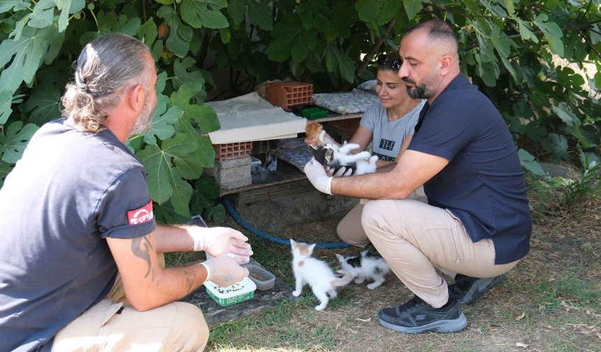 Çiftlikköy Ekipleri, Anne ve Yavru Kedilerin İmdadına Koştu