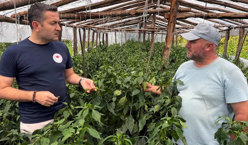 Teşvikiye’de Desteklenen Serada Hasat Başladı