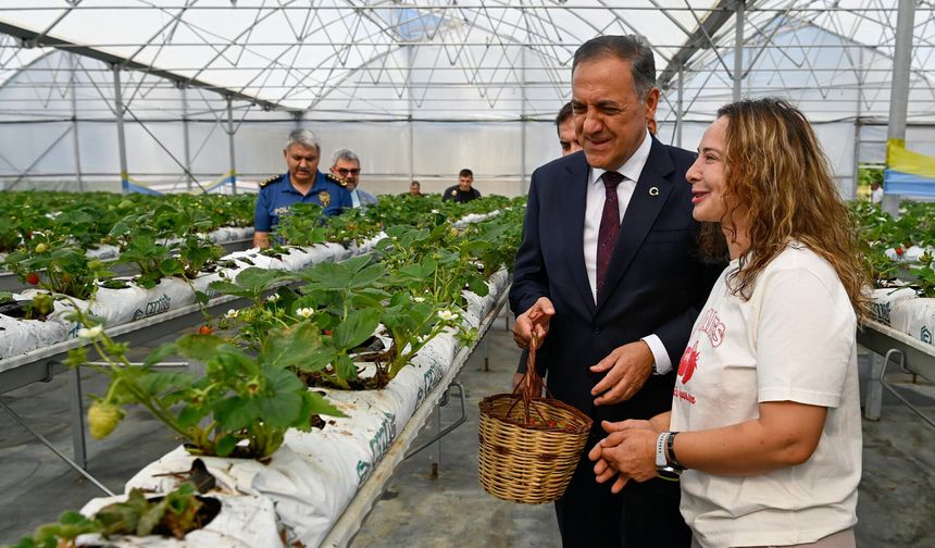Vali Usta Safran Köyü’nde Çilek Üretimini İnceledi