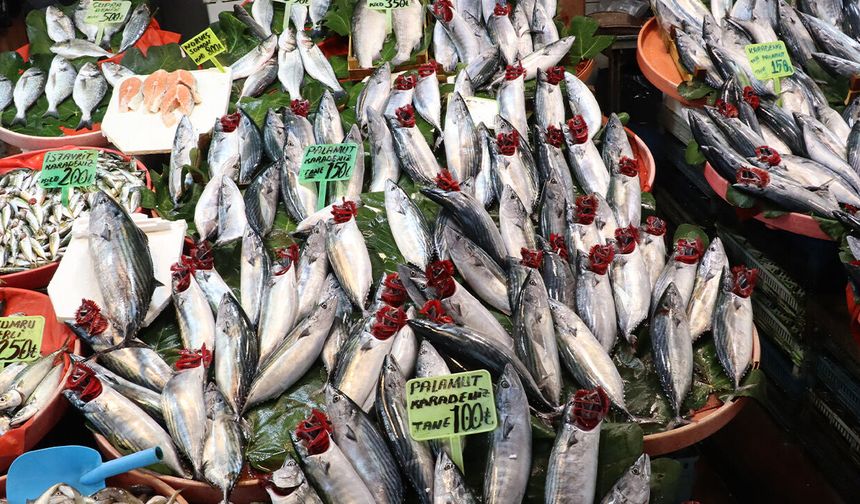 Yalova’da Palamut Bolluğu