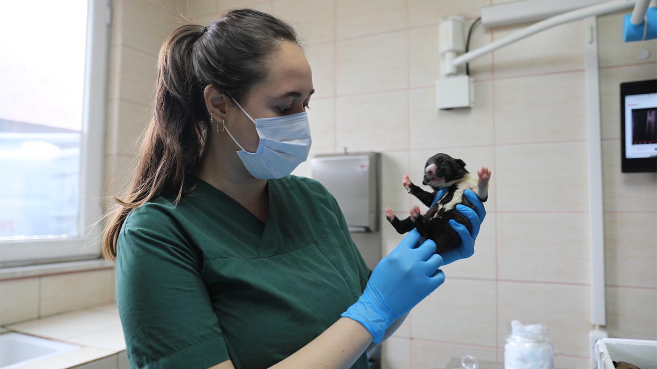 ANNESİZ KALAN YAVRU KÖPEKLERE YALOVA BELEDİYESİ KUCAK AÇTI (3)