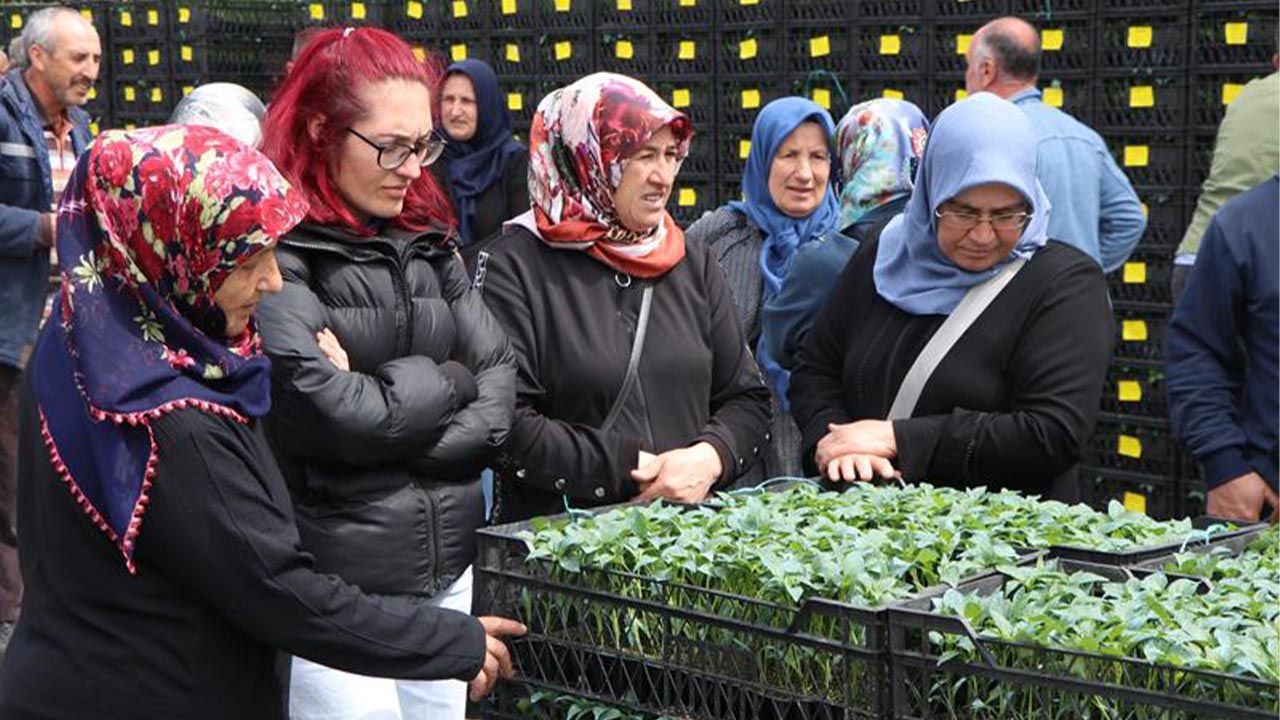 Çiftçilere biber ve hıyar fidesi dağıtıldı (2)