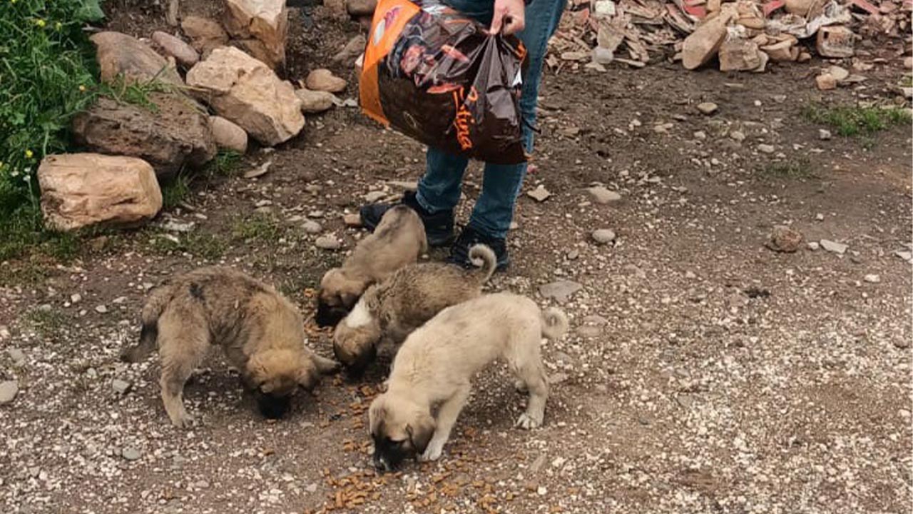 Özel İdare sokak hayvanlarını unutmuyor (1)