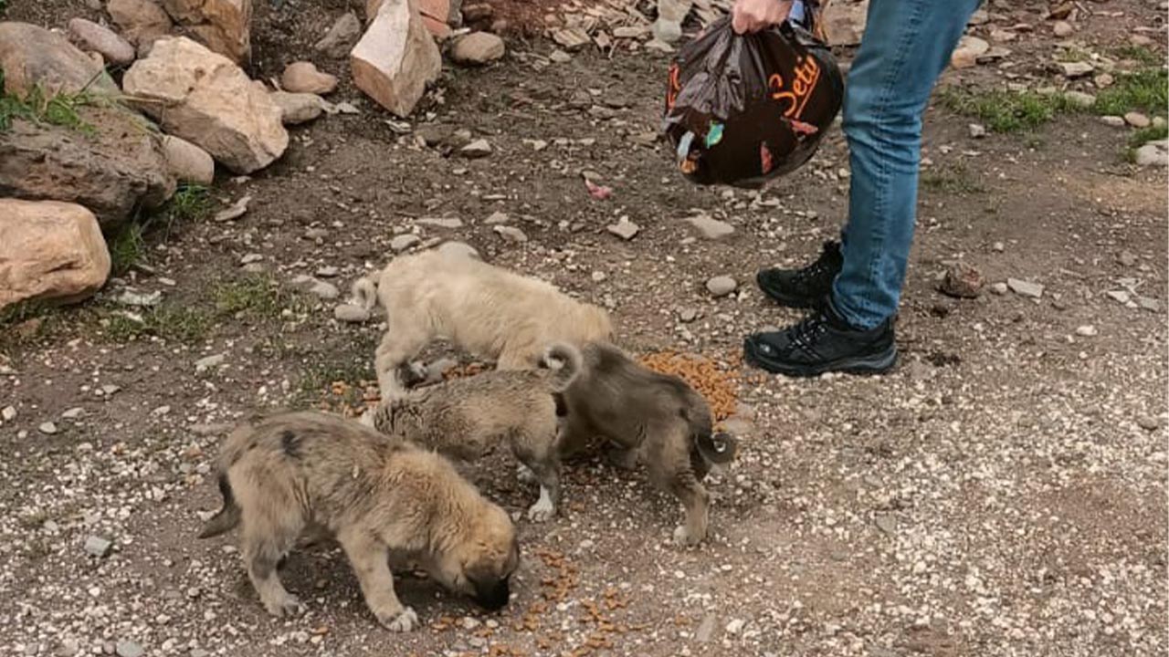 Özel İdare sokak hayvanlarını unutmuyor (2)