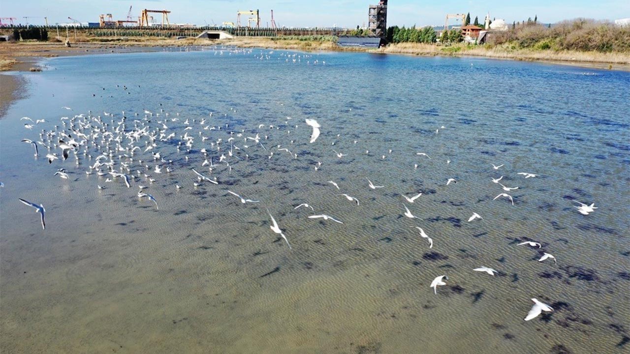 HERSEK LAGÜNÜ'NDE ÜREYEN KUŞ TÜRÜ SAYISINDA ARTIŞ   