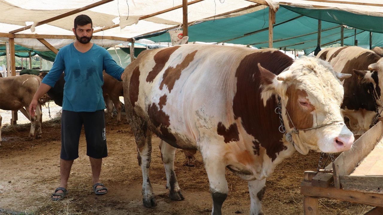 Yalova Kurban Pazarı'nın ‘Şampiyon’ları alıcılarını bekliyor33 (2)