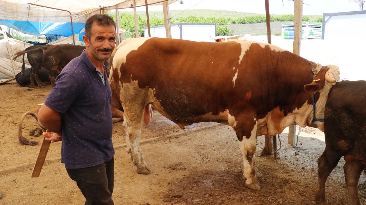 Yalova Kurban Pazarı'nın ‘Şampiyon’ları alıcılarını bekliyor4