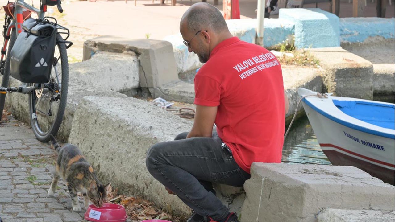 YALOVA’DA SOKAK HAYVANLARI SUYU KANA KANA İÇTİ (4)