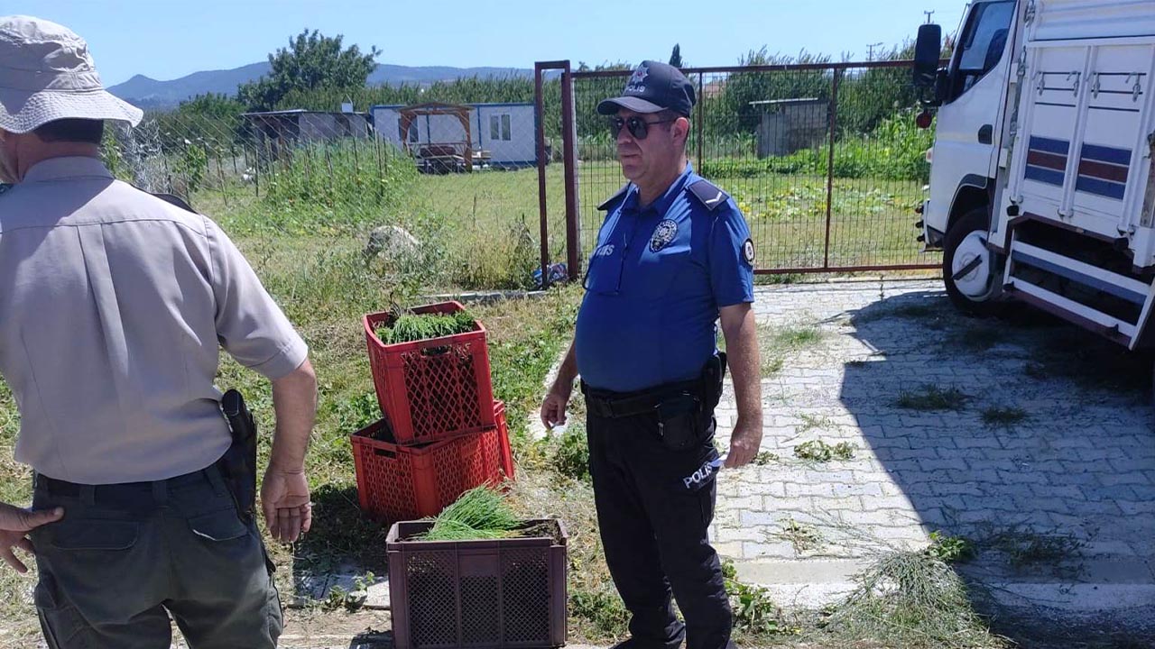 ALTINOVA’DA DENİZ BÖRÜLCESİ YAKALANDI (4)