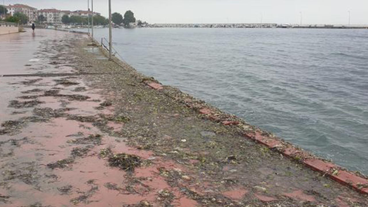 Ekipler Yosun Sokak’ta Yosunları Temizliyor (2)