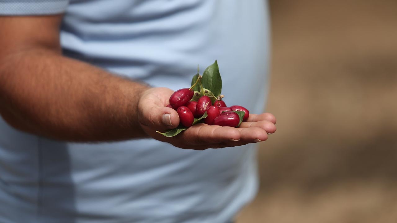 Kızılcıkta hasat zamanı (3)