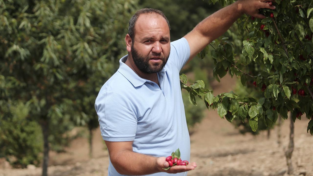 Kızılcıkta hasat zamanı (4)