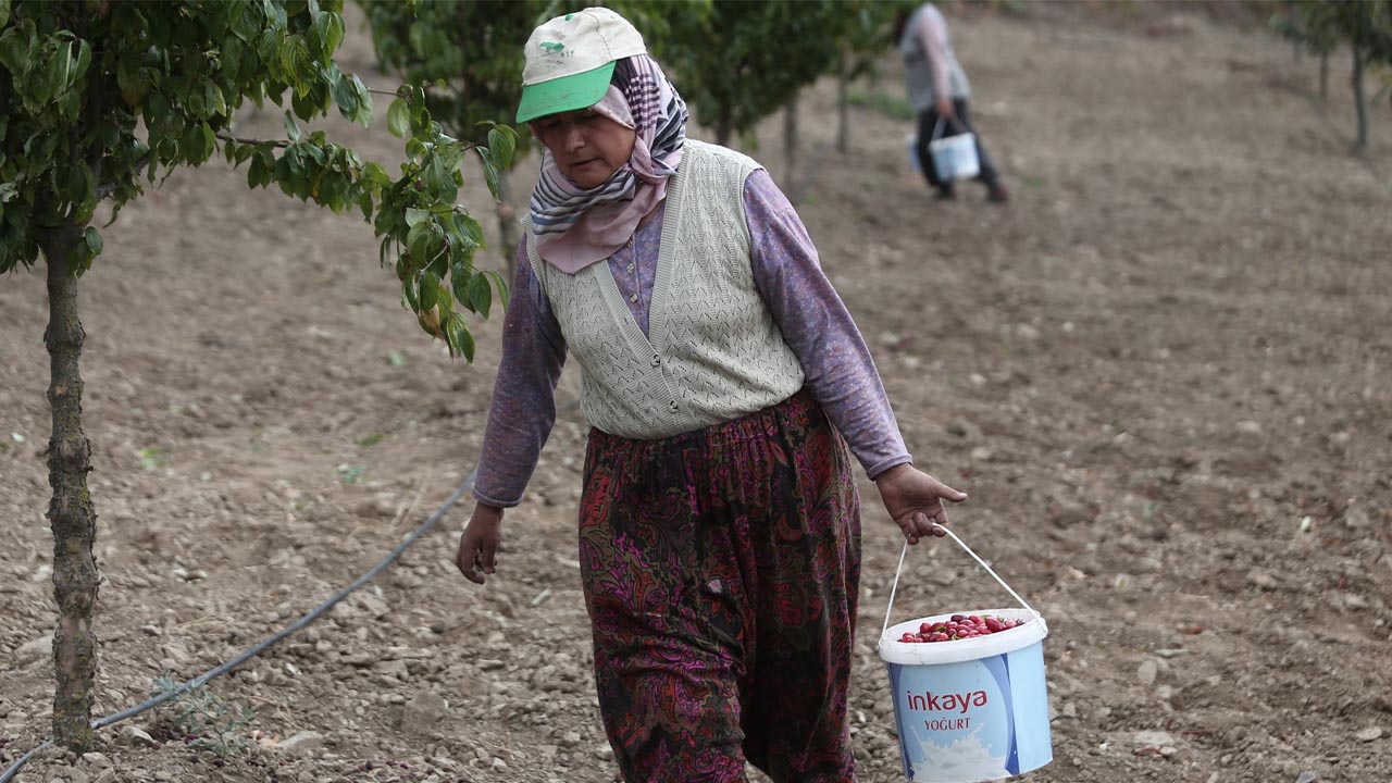 Kızılcıkta hasat zamanı3