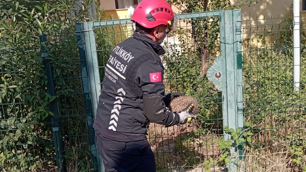 Yalova’da demir bahçe kapısına sıkışan kirpi kurtarıldı (1)