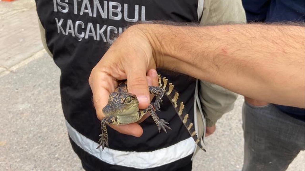 İstanbul’da evinde yavru timsahlar besleyen kişi yakalandı (5)