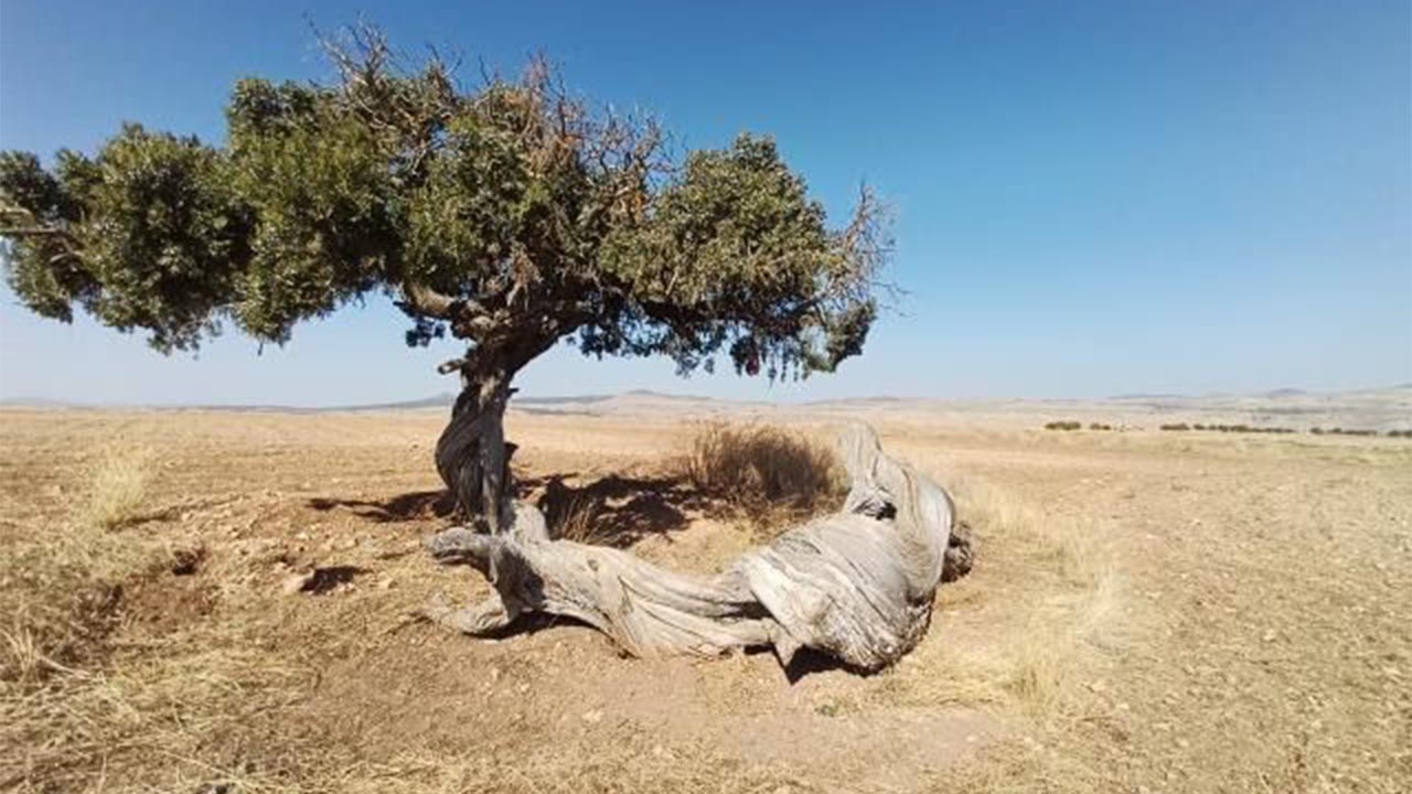 Kökü gövdesi kadar kalın bir asırlık ardıç dikkat çekti