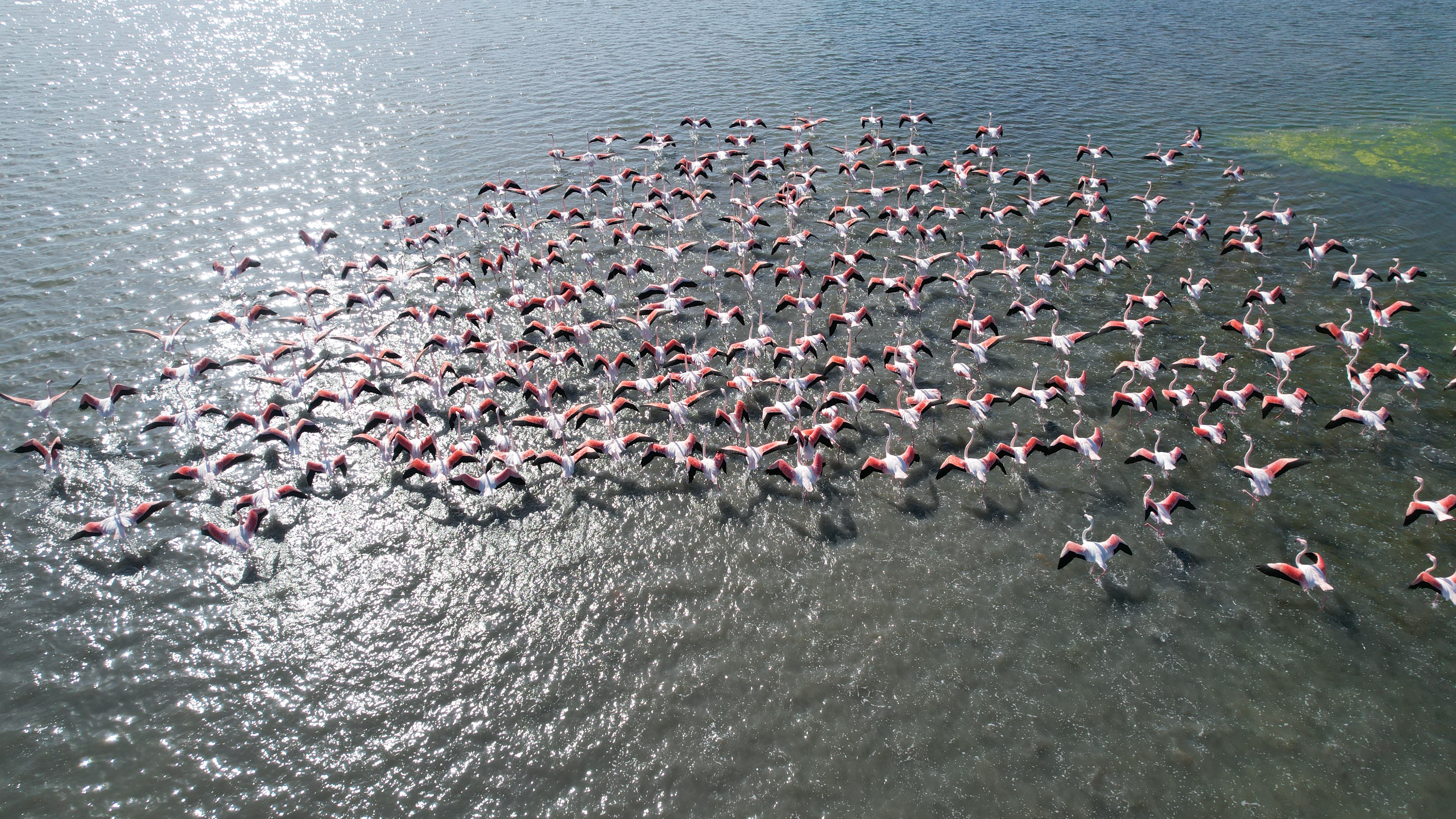 yalova-altinova-hersek-lagün-flamingo