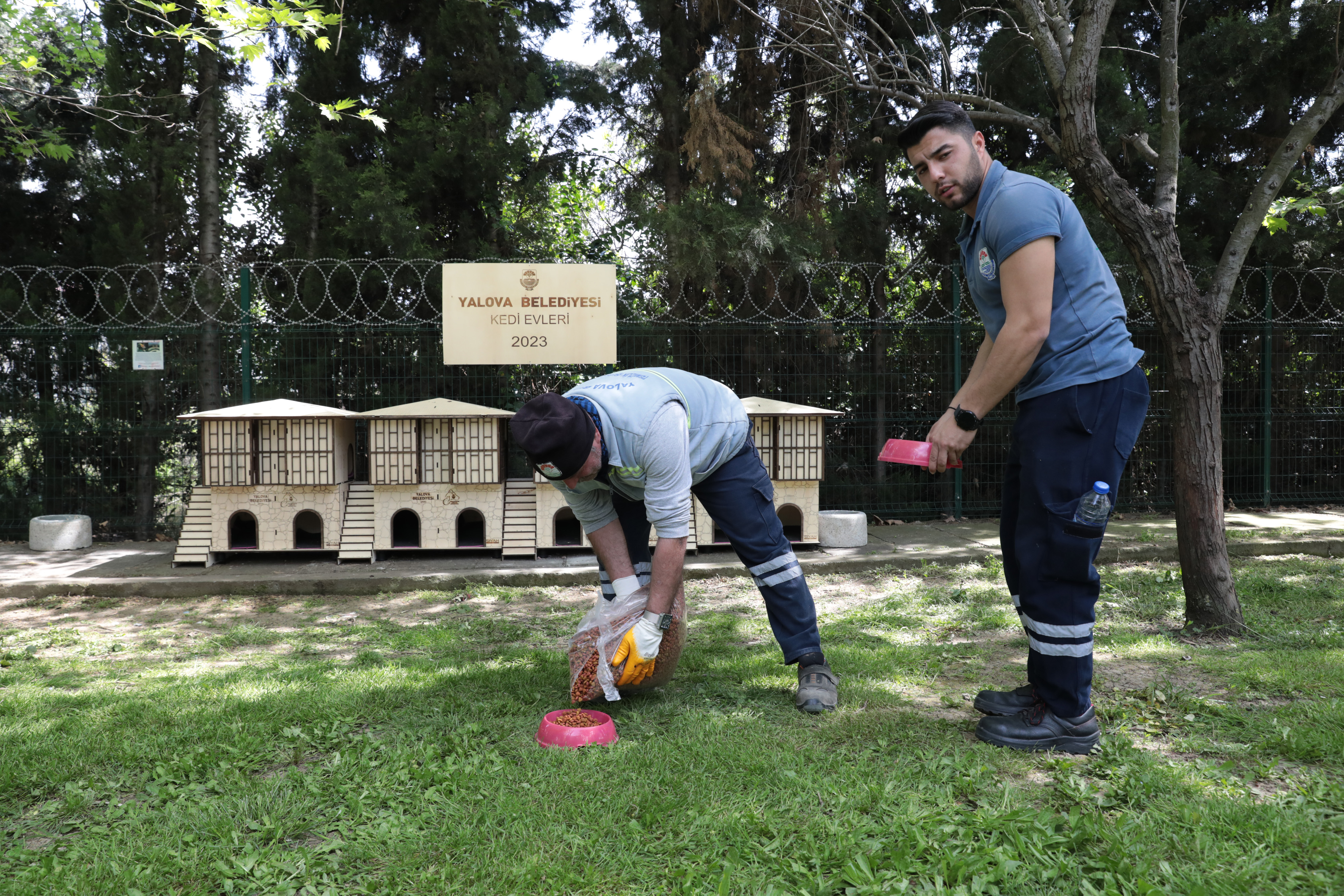 yalova-belediye-kedi-ev-hayvan-veteriner-baskan (3)