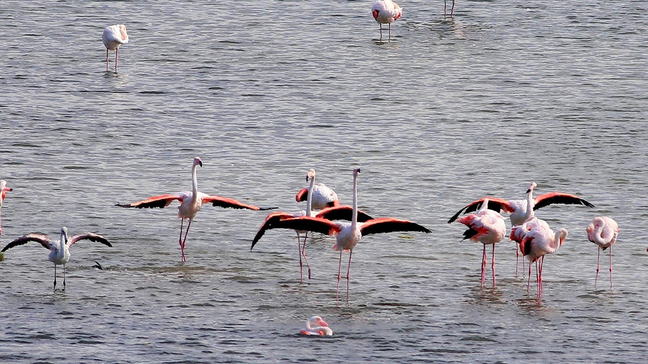 Yalova Altinova Hersek Lagun Flamingo Gorsel Solen (1)