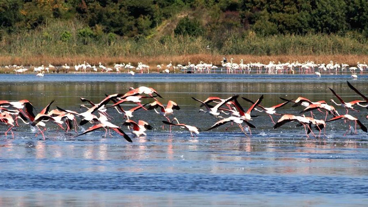 Yalova Altinova Hersek Lagun Flamingo Gorsel Solen (3)