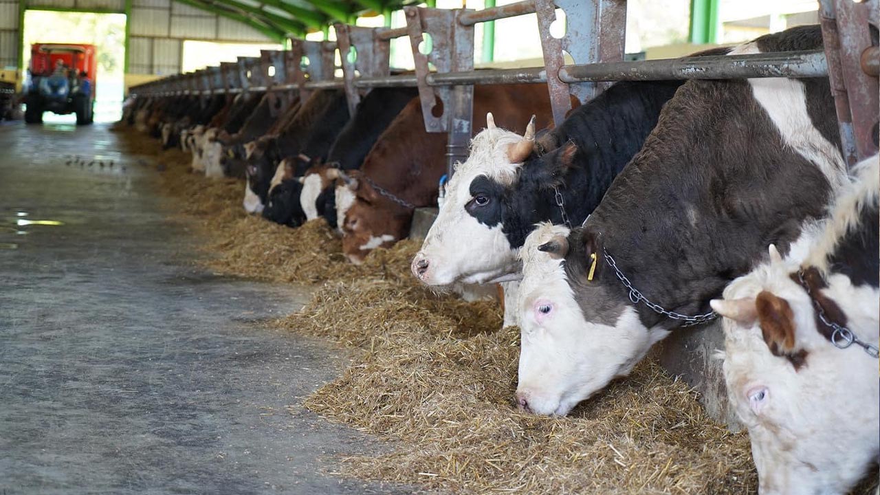 Yalova Eski Belediye Baskan Yardmci Gulec Kardesler Yetkili Kurbanlik Hayvan (2)